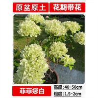 欧芽 四季开 三角梅盆栽 菲菲那白大苗40-50cm左右 【花期带花】