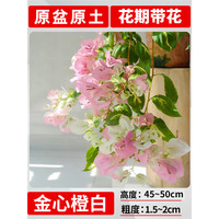 欧芽 四季开 三角梅盆栽 金心橙白大苗45-50cm左右 【花期带花】