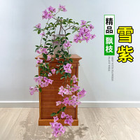 欧芽 四季开 三角梅盆栽 【飘枝款】雪紫 【花期带花】