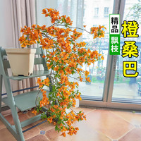 欧芽 四季开 三角梅盆栽 【飘枝款】橙桑巴【花期带花】