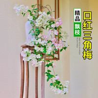 欧芽 四季开 三角梅盆栽 【飘枝款】口红 【花期带花】