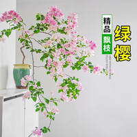 欧芽 四季开 三角梅盆栽 【飘枝款】绿樱 【花期带花】