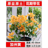 欧芽 四季开 三角梅盆栽 加州黄大苗45-50cm左右 【花期带花】
