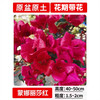  欧芽 四季开 三角梅盆栽 蒙娜丽莎红大苗40-50cm左右 【花期带花】