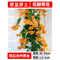 欧芽 四季开 三角梅盆栽 加州黄金大苗40-50cm左右 【花期带花】