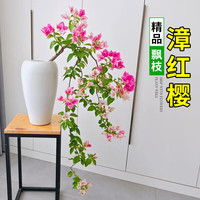 欧芽 花期带花 三角梅盆栽 【飘枝款】漳红樱 【花期带花】