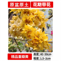 欧芽 四季开 三角梅盆栽 重瓣黄大苗40-50cm左右 【花期带花】