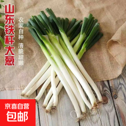 京喜 山东 正宗铁杆大葱 5斤带箱