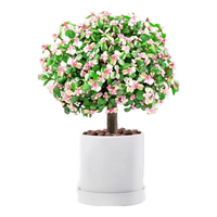 沭之美 好养 金枝玉叶多肉绿植盆栽+中号圆柱白陶瓷盆