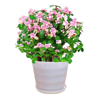 沭之美 丛生金枝玉叶 多肉植物+螺纹盆