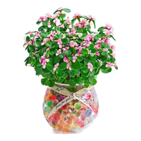 沭之美 源头直发 多肉盆栽+圆球瓶+水培珠