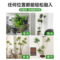 临雅 好养 百合竹盆栽+织篮盆