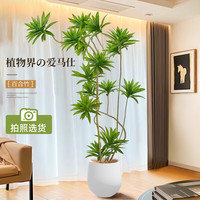 临雅 好养 百合竹绿植 白色保龄球盆