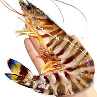 缤鲜 鲜活竹节虾 10-14cm 500g(净重)