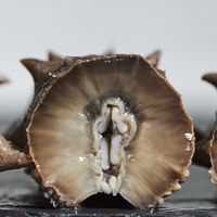 好当家 威海即食海参 500g 5-7只