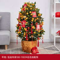 花城水调 金桔树盆栽 高100-110cm 包金布