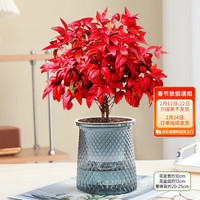 花行榜 火焰南天竹 繁星自吸盆 盆栽