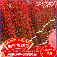 萌肉居 年宵花 红色银柳 20支 60cm