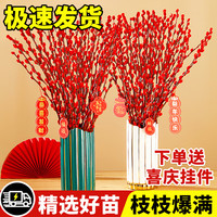 花行榜 真花鲜枝干花 粗枝银柳60cm高30枝+灯笼2个+挂件 红色