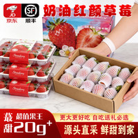 余悦 四川大凉山红颜草莓99奶油非丹东草莓送礼 带箱2斤【单果15-20g丨净1.5斤