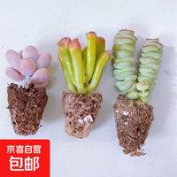 无品牌 招财进宝精选系列多肉组合 桃蛋+吸财树+钱串