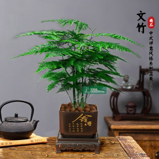 双盟 文竹 盆栽 室内办公室书桌面绿植