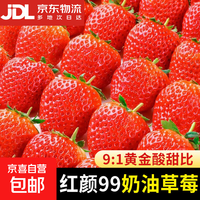 大凉山红颜草莓99牛奶油草莓 5斤礼箱装