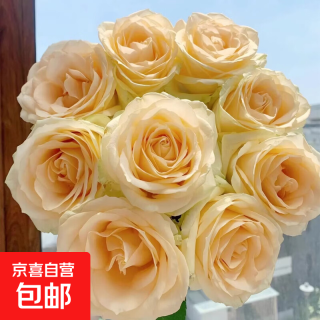 云南香槟玫瑰花 10枝 鲜花插花 家用生日新年花