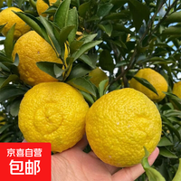 京喜加 怀化洪江黄金贡柚 净重1.7斤（单果60mm-65mm)