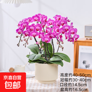 年宵花春节蝴蝶兰组合盆栽绿植摆件室内装饰年货过年花卉鲜花植物 玫红色系蝴蝶兰+陶瓷花盆