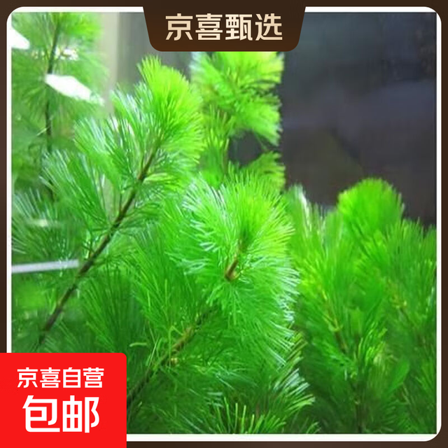 鱼缸造景懒人水草好养易活蜈蚣草九冠绿菊水草真水草鱼缸造景沉木 20根绿菊花