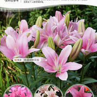 虹越 春百合种球爱莎虹越荷兰进口单重瓣香水百合花种阳台艾莎花卉现货