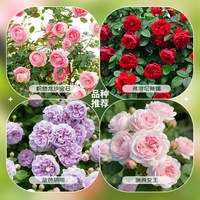 虹越 月季花苗龙沙果汁阳台童话魔法灌木爬墙藤本大花切花盆栽小苗