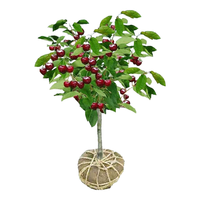  言清 嫁接 樱桃树苗