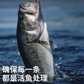  卖鱼七郎 三去开背 海鲈鱼