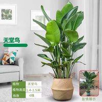  MoDou/摩兜 耐阴好养活 天堂鸟盆栽