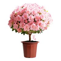  静黛轩 耐寒 杜鹃花盆栽