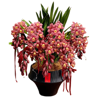  临雅 带花苞 大花蕙兰