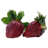  鑫果滋 日本引种 黑草莓