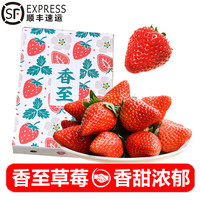  诸氏橙品 当季新鲜 草莓