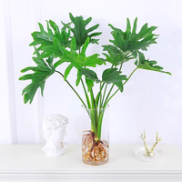 花耀飞 四季常绿 水培植物