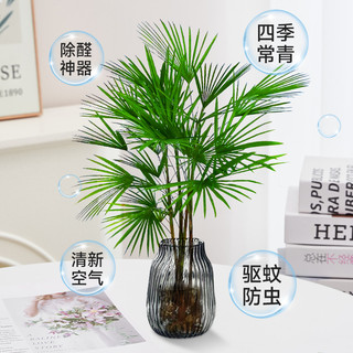  爱你一万年 室内好养 富贵竹
