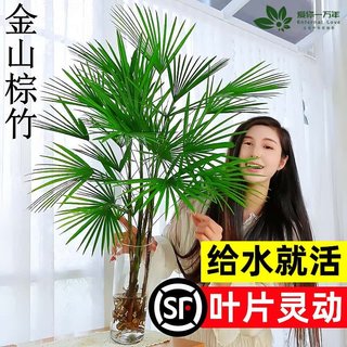  爱你一万年 室内好养 富贵竹