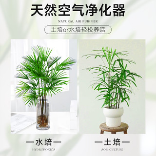  爱你一万年 室内好养 富贵竹