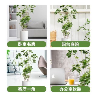  子乐湾 净化空气 鸭脚木盆栽
