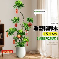  子乐湾 净化空气 鸭脚木盆栽
