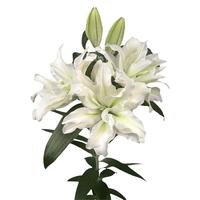 虹越 春百合种球爱莎虹越荷兰进口单重瓣香水百合花种阳台艾莎花卉现货