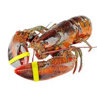  帝王岛 鲜活 波士顿龙虾