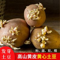 梦三峡 高产 马铃薯