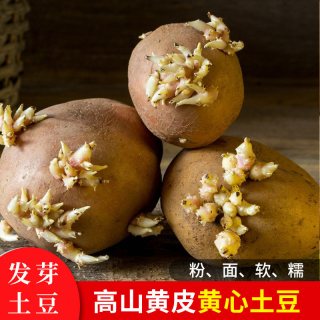  梦三峡 高产 马铃薯